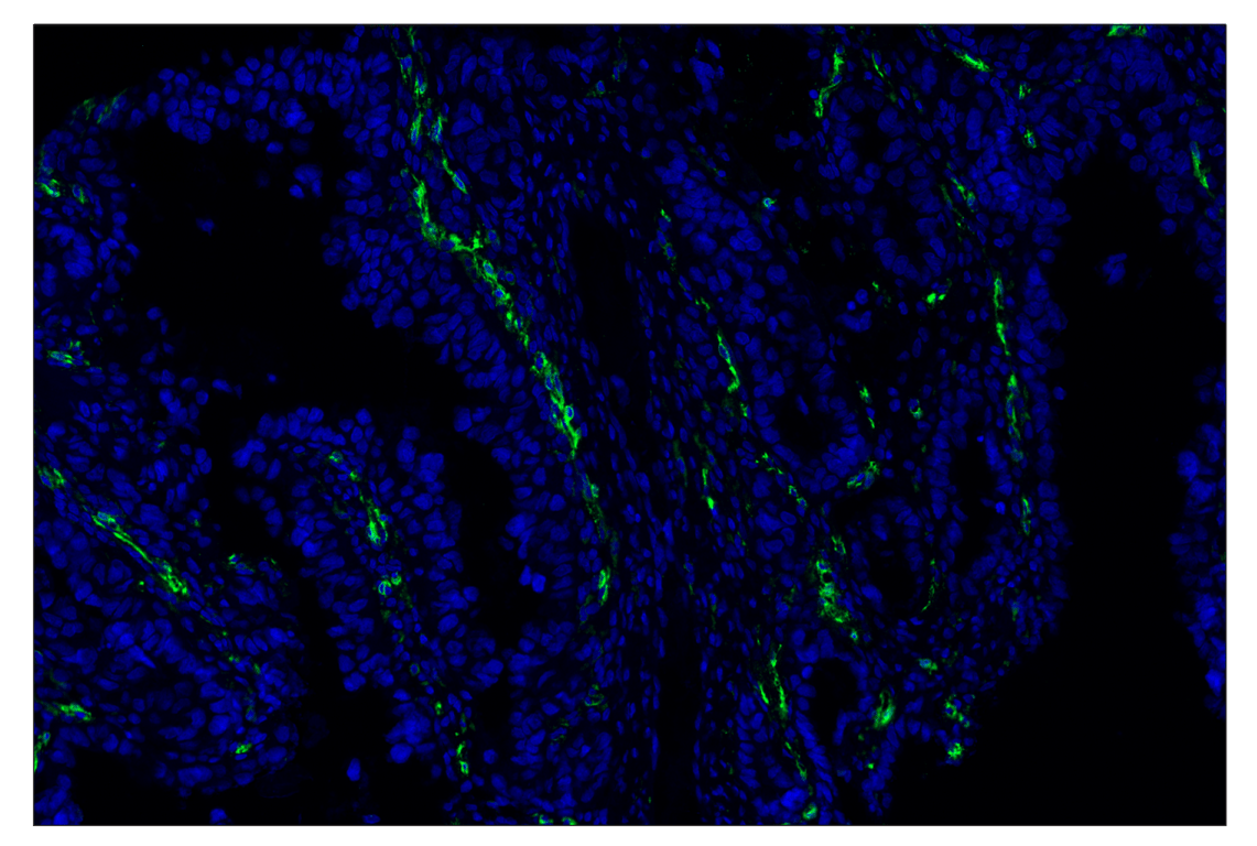 Immunohistochemistry Image 3: CD36 (D8L9T) & CO-0228-750 SignalStar<sup>®</sup> Oligo-Antibody Pair