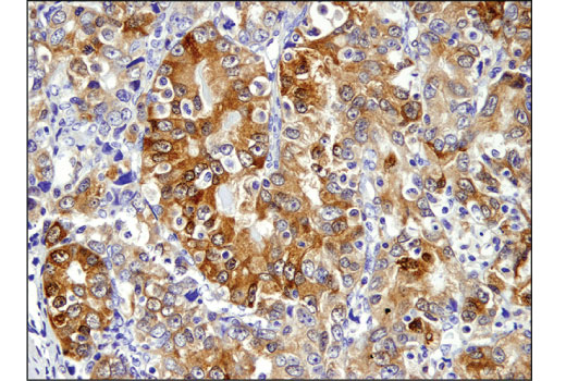 Immunohistochemistry Image 2: ARC (D7Q3G) Rabbit Monoclonal Antibody