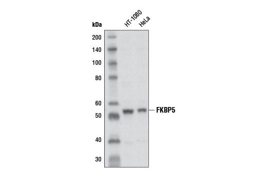 Western Blotting Image 1: FKBP5 (D5G2) Rabbit mAb