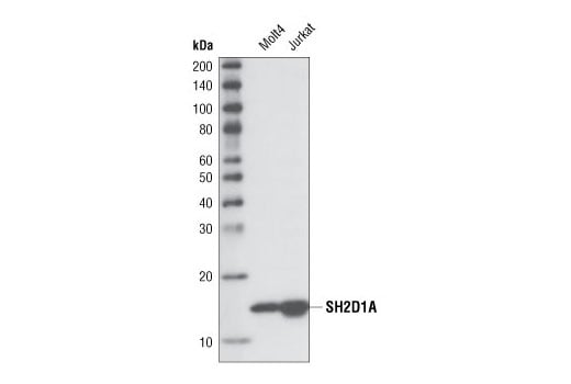 Western Blotting Image 1: SH2D1A (XLP 1D12) Rat mAb