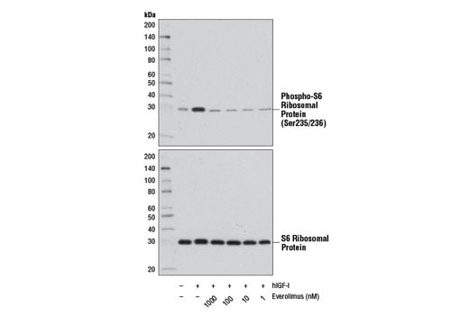 undefined Image 2: Everolimus
