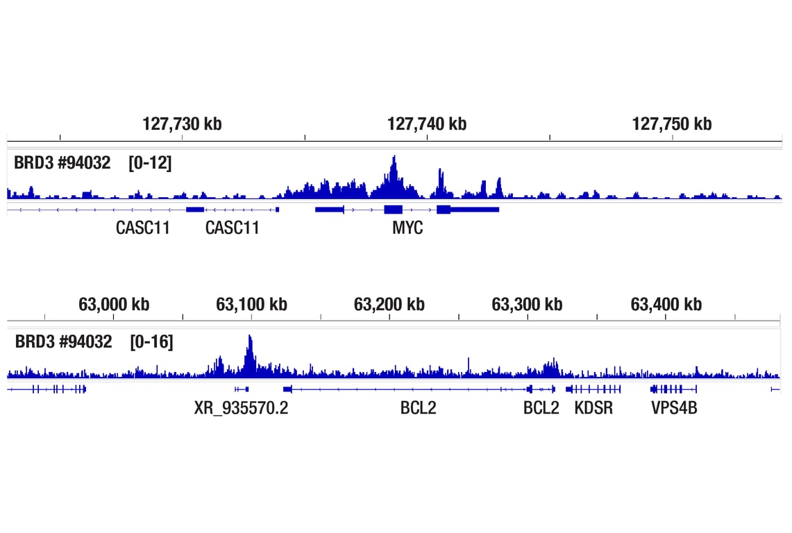 Chromatin Immunoprecipitation Image 2: BRD3 (E3D5N) Rabbit Monoclonal Antibody