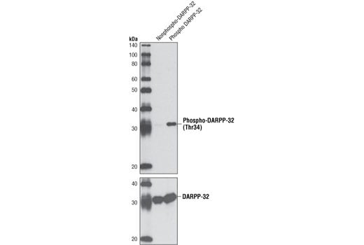 Western Blotting Image 2: Phospho-DARPP-32 (Thr34) (D29E8) Rabbit Monoclonal Antibody