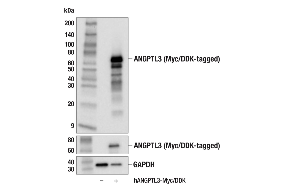 Western Blotting Image 2: ANGPTL3 (F8N1Q) Rabbit Monoclonal Antibody