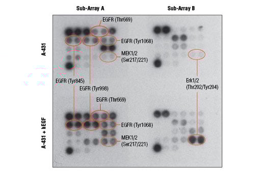 undefined Image 2: PathScan<sup>®</sup> EGFR Signaling Antibody Array Kit (Chemiluminescent Readout)