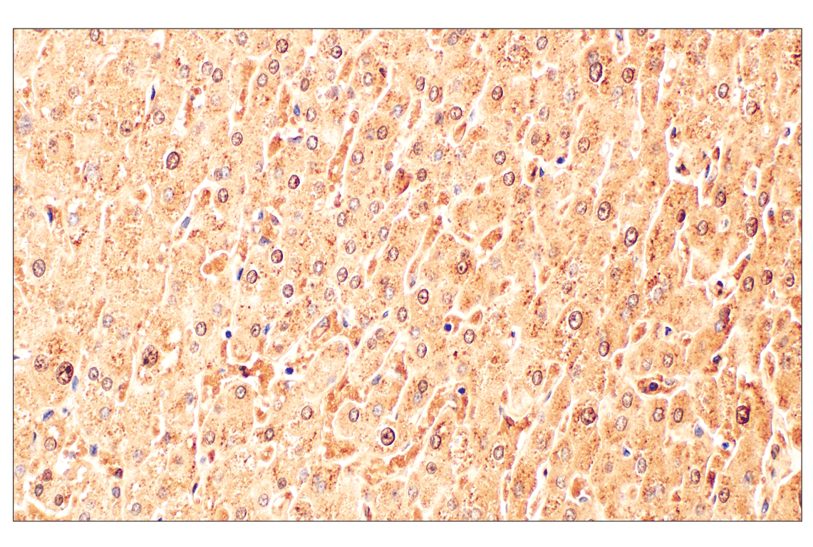Immunohistochemistry Image 6: Catalase (D4P7B) Rabbit Monoclonal Antibody