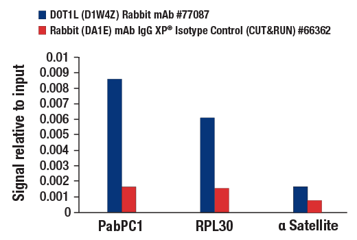 CUT & RUN Image 3: DOT1L (D1W4Z) Rabbit Monoclonal Antibody