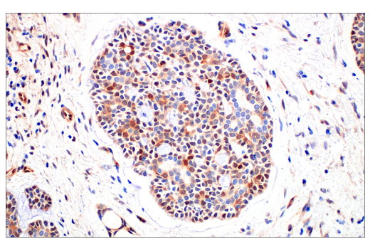 Immunohistochemistry Image 9: Phospho-CrkL (Tyr207) (E9A1U) Rabbit Monoclonal Antibody (BSA and Azide Free)