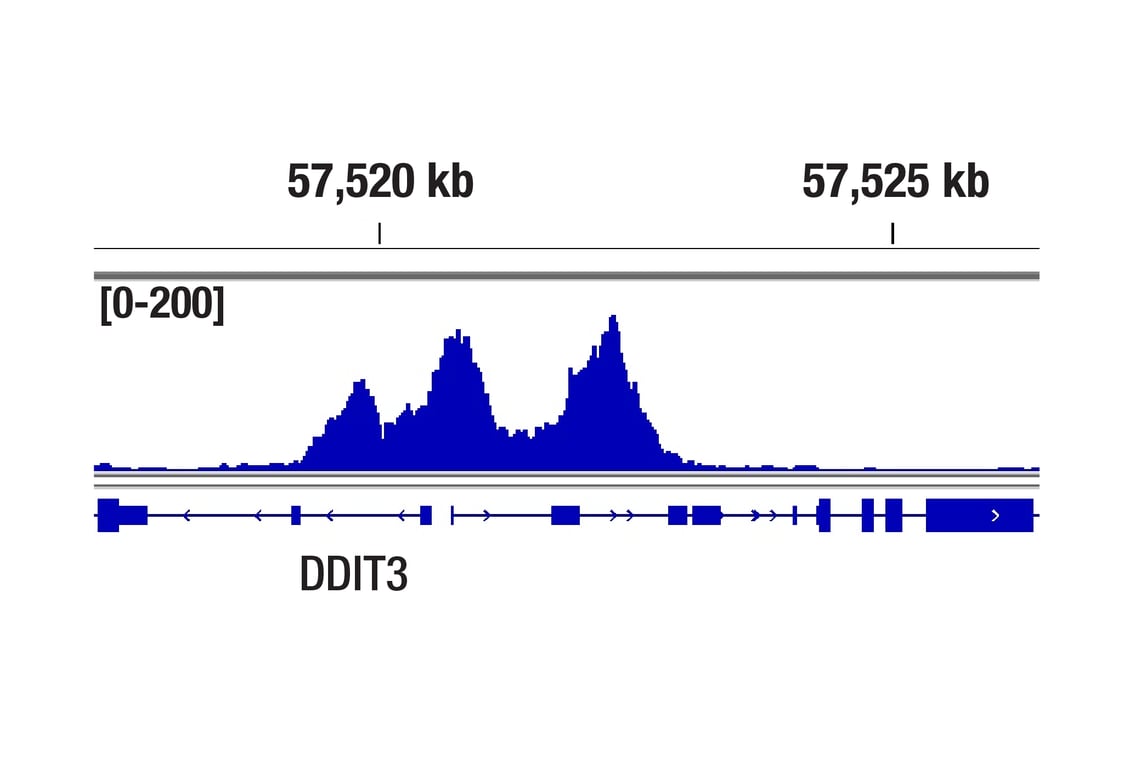 CUT & Tag Image 1: ATF-4 (D4B8) Rabbit Monoclonal Antibody