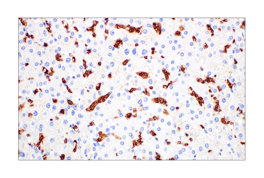 Immunohistochemistry Image 6: Glut1 (E4S6I) Rabbit Monoclonal Antibody