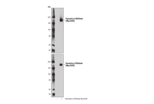 Western Blotting Image 2: Dynactin p150Glued (D1W1O) Rabbit Monoclonal Antibody