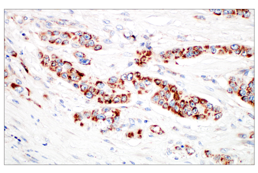 Immunohistochemistry Image 1: TFAM (D5C8) Rabbit Monoclonal Antibody