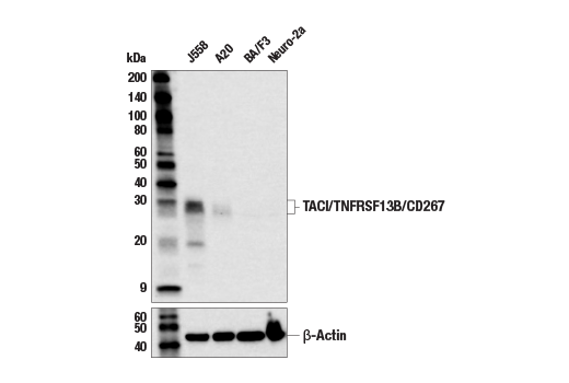 Western Blotting Image 1: TACI/TNFRSF13B/CD267 (E3P6X) Rabbit mAb