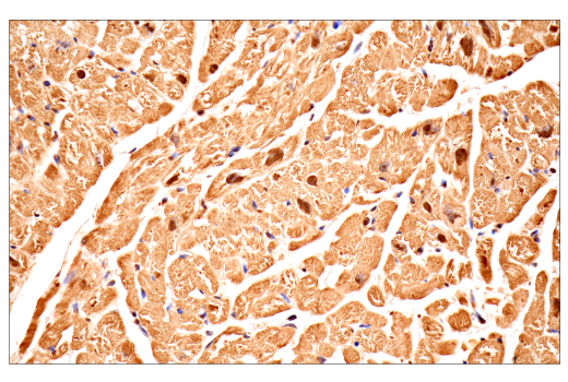 Immunohistochemistry Image 5: Ubiquitin (E6K4Y) Rabbit Monoclonal Antibody (BSA and Azide Free)