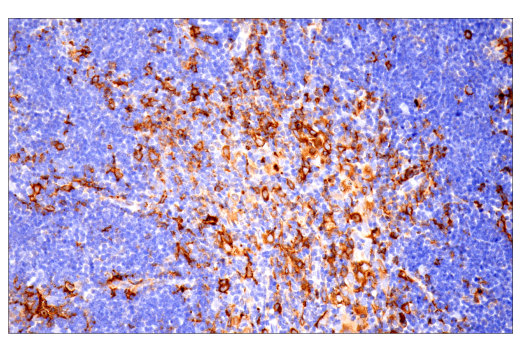 Immunohistochemistry Image 13: p22phox (E7Y1F) Rabbit Monoclonal Antibody