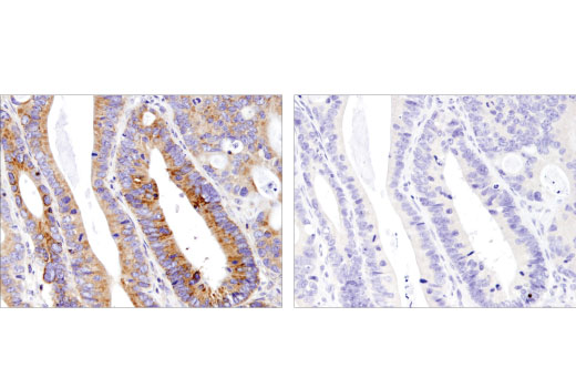 Immunohistochemistry Image 4: Mcl-1 (D5V5L) Rabbit Monoclonal Antibody (BSA and Azide Free)