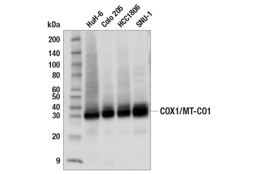 Western Blotting Image 2: COX1/MT-CO1 (E2I2R) Rabbit Monoclonal Antibody