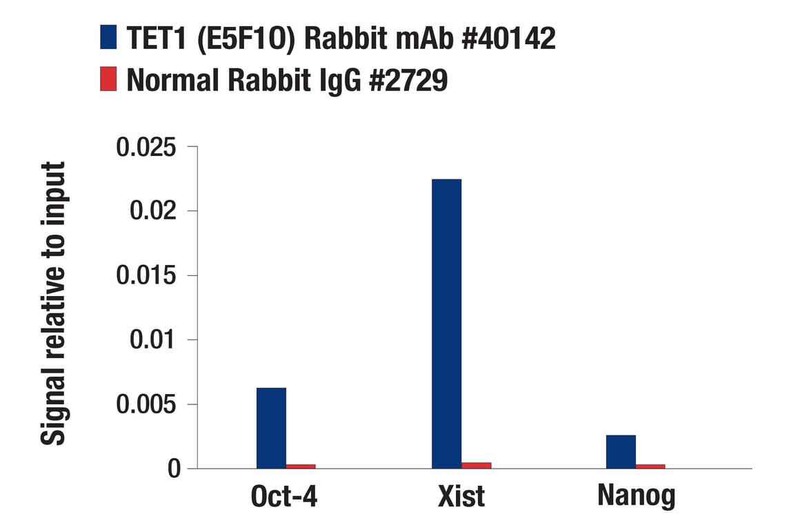 Chromatin Immunoprecipitation Image 1: TET1 (E5F1O) Rabbit Monoclonal Antibody
