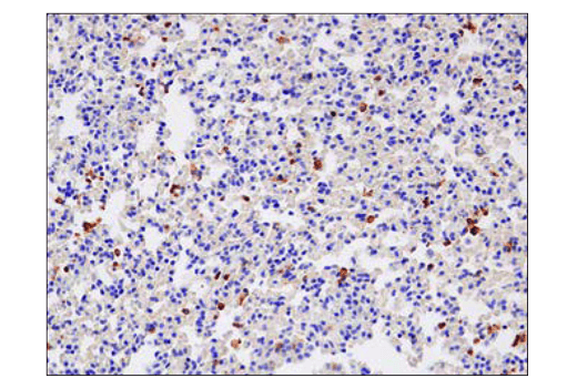 Immunohistochemistry Image 2: SIRP alpha/SHPS1 (D6I3M) Rabbit Monoclonal Antibody (BSA and Azide Free)