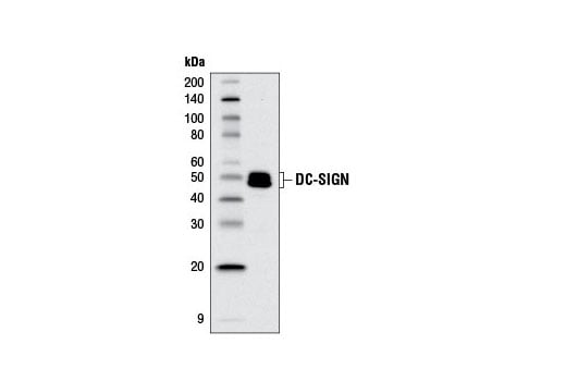 Western Blotting Image 1: DC-SIGN (D7F5C) XP<sup>®</sup> Rabbit mAb