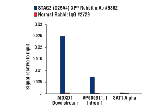 Chromatin Immunoprecipitation Image 1: STAG2 (D25A4) Rabbit Monoclonal Antibody