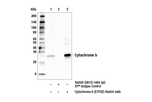 Immunoprecipitation Image 1: Cytochrome b (E7F8Z) Rabbit Monoclonal Antibody