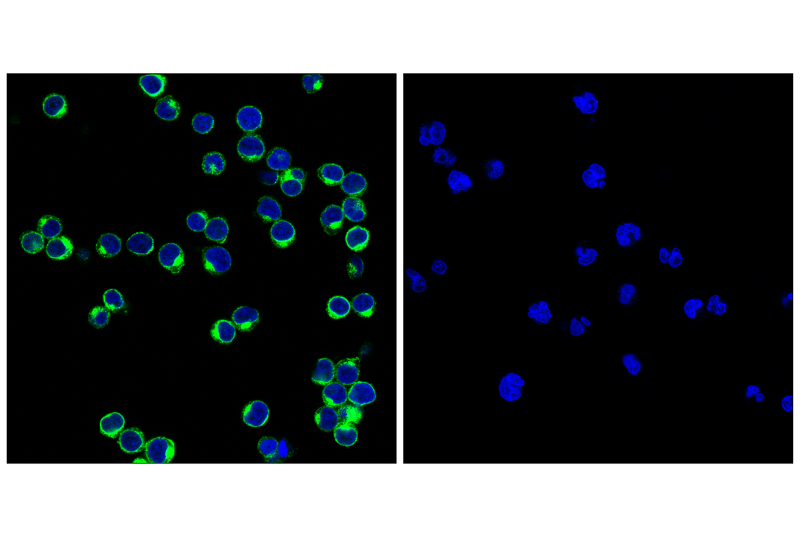 Immunofluorescence Image 1: CD3ε (D7A6E<sup>™</sup>) XP<sup>®</sup> Rabbit mAb