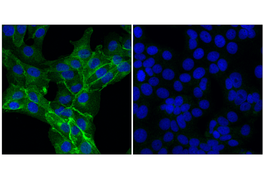 Immunofluorescence Image 1: SIRP alpha/SHPS1 (D6I3M) Rabbit Monoclonal Antibody (BSA and Azide Free)