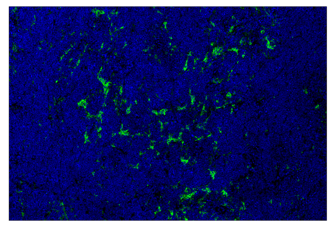 Immunohistochemistry Image 1: PD-L2 (D6L5A) & CO-0114-594 SignalStar<sup>™</sup> Oligo-Antibody Pair