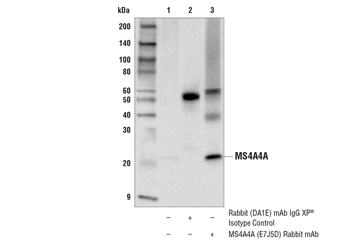 Immunoprecipitation Image 1: MS4A4A (E7J5D) Rabbit Monoclonal Antibody
