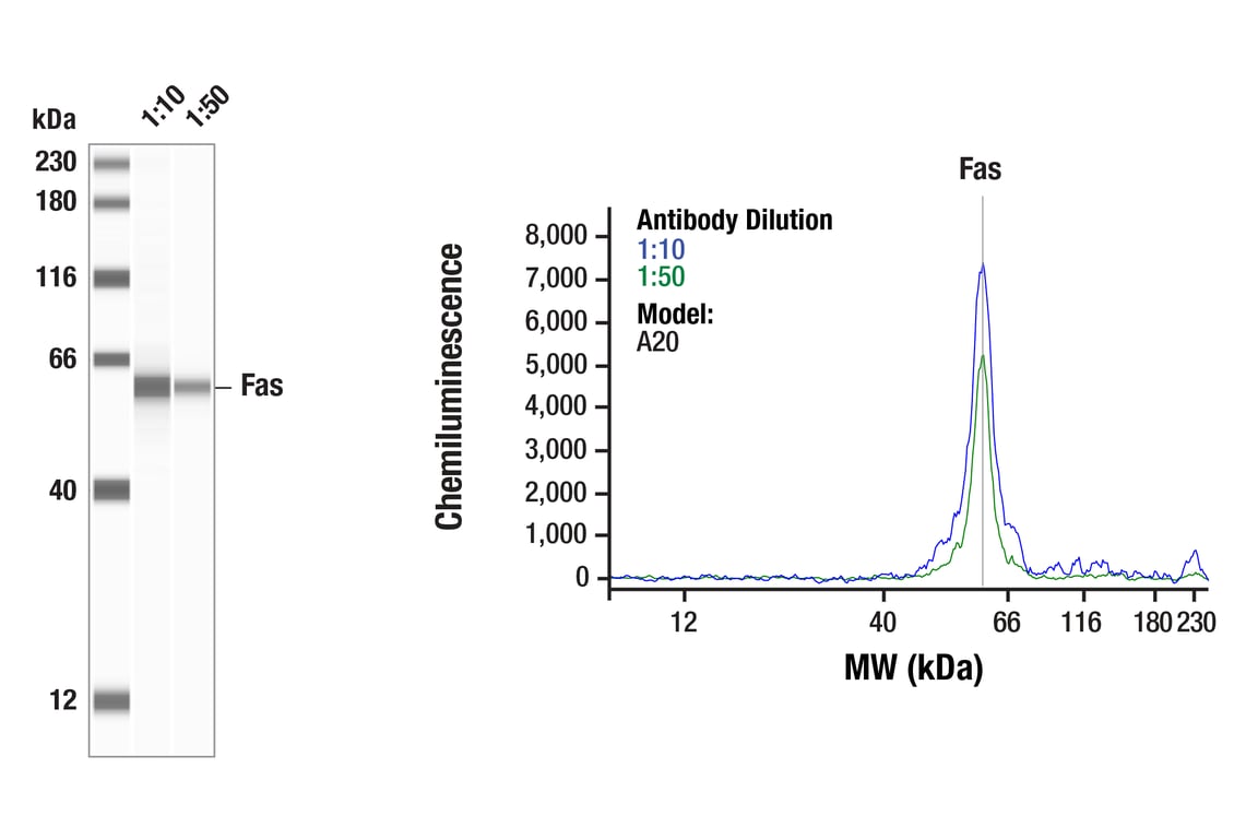 Western Blotting Image 1: Fas (F1R2S) Rabbit Monoclonal Antibody