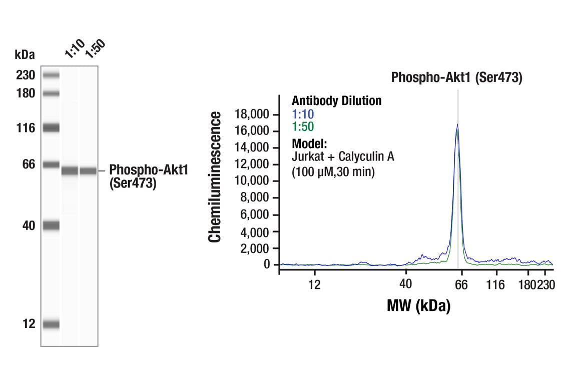 Western Blotting Image 1: Phospho-Akt1 (Ser473) (D7F10) Rabbit Monoclonal Antibody