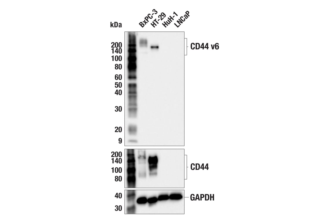 Western Blotting Image 2: CD44 v6 (C44Mab-9) Mouse Monoclonal Antibody