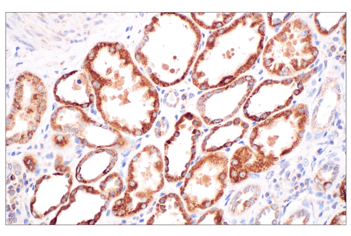 Immunohistochemistry Image 4: Fumarase (D9C5) Rabbit Monoclonal Antibody