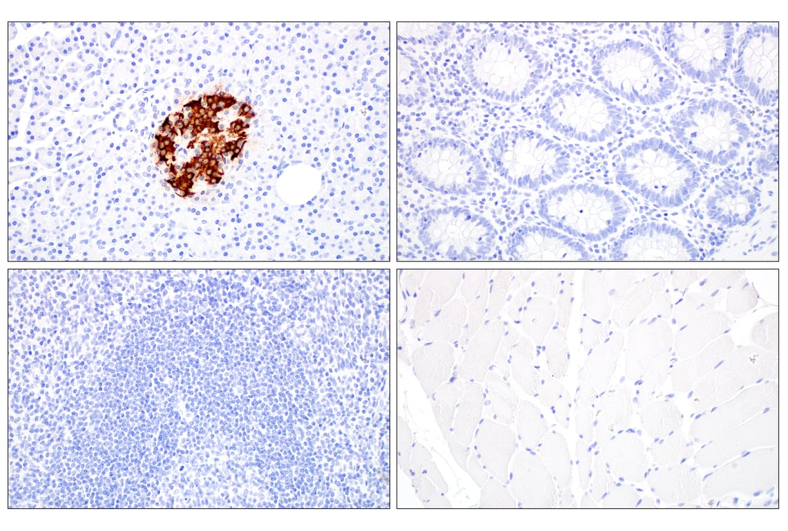 Immunohistochemistry Image 2: C-Peptide (E7U7F) Rabbit Monoclonal Antibody (BSA and Azide Free)