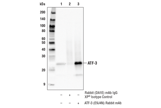 Immunoprecipitation Image 1: ATF-3 (E9J4N) Rabbit Monoclonal Antibody
