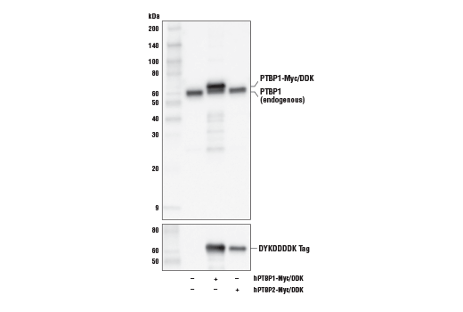 Western Blotting Image 2: PTBP1 (E5O2S) Rabbit Monoclonal Antibody