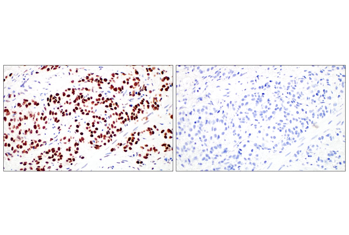 Immunohistochemistry Image 7: GATA-2 (E8B5C) Rabbit Monoclonal Antibody (BSA and Azide Free)