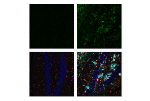 Immunofluorescence Image 2: CD16/CD32 (2.4G2) Rat Monoclonal Antibody (IF Formulated)