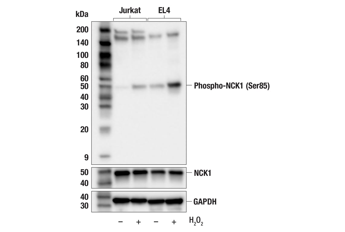 Western Blotting Image 2: Phospho-NCK1 (Ser85) (F8P1Y) Rabbit Monoclonal Antibody