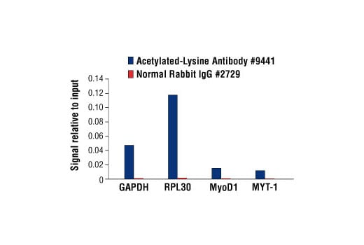 Chromatin Immunoprecipitation Image 1: Acetylated-Lysine Antibody