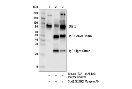 Immunoprecipitation Image 1: Stat3 (124H6) Mouse Monoclonal Antibody