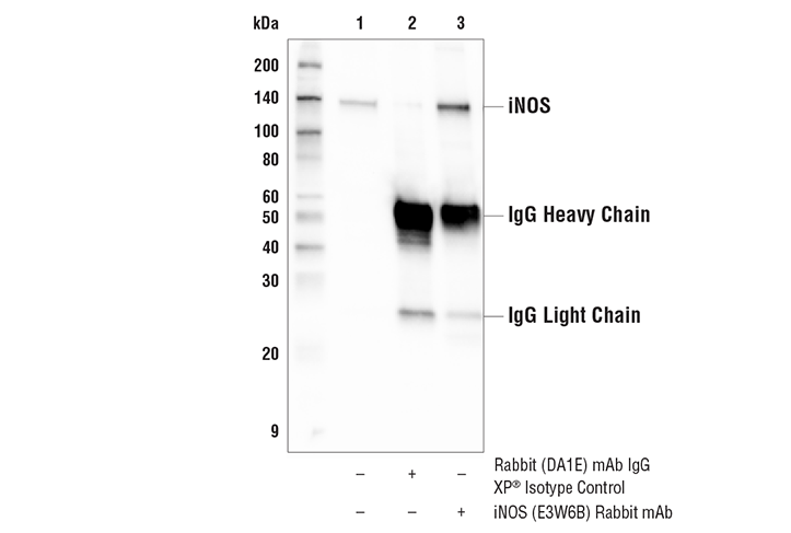 Immunoprecipitation Image 1: iNOS (E3W6B) Rabbit Monoclonal Antibody