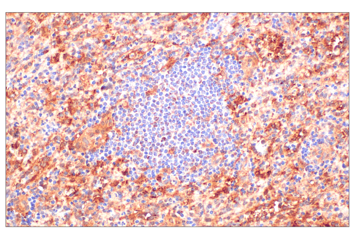 AIF (D39D2) XP® Rabbit mAb | Cell Signaling Technology