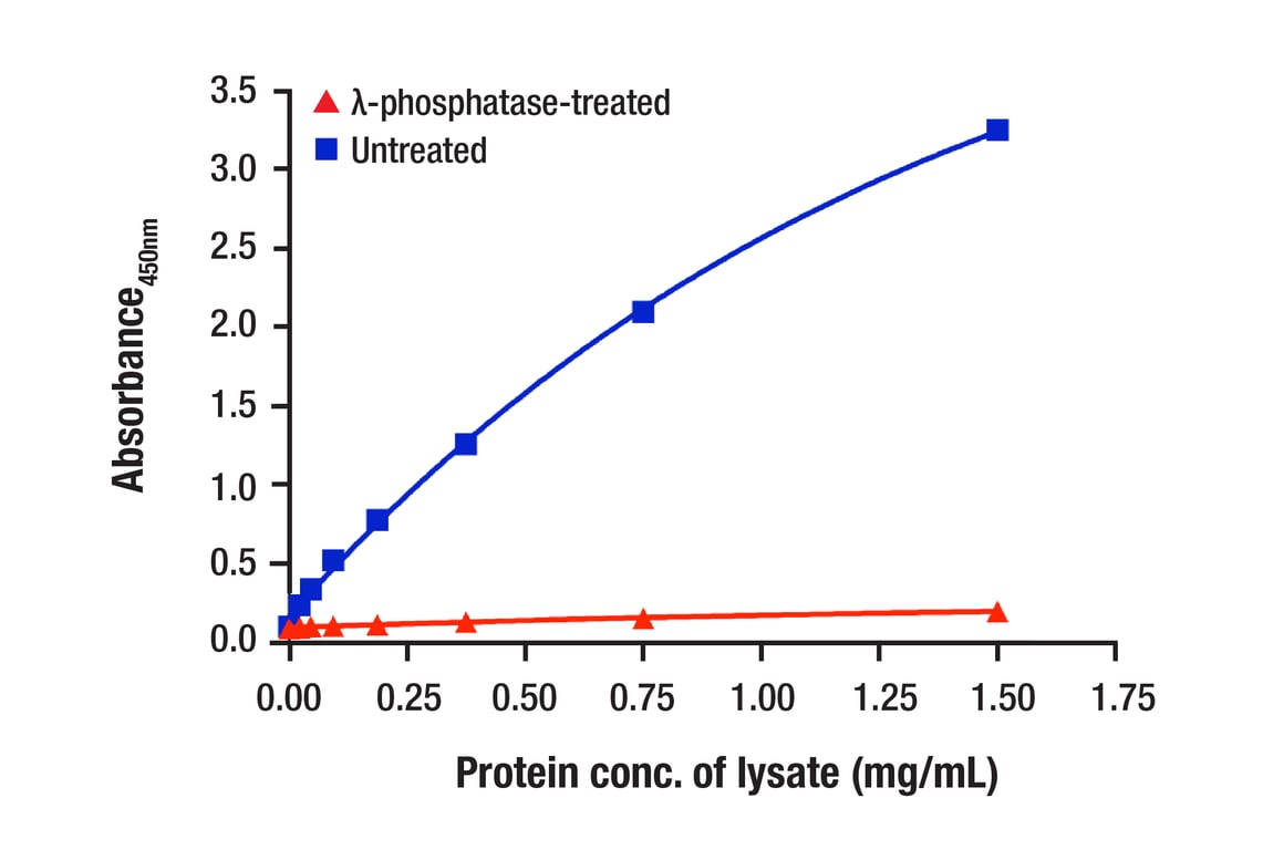 ELISA and/or ELISA-like Assays Image 4: YAP (1A12) Mouse Monoclonal Antibody (BSA and Azide Free)
