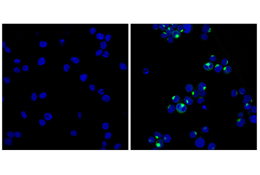 Immunofluorescence Image 1: IL-8 (E5F5Q) Rabbit Monoclonal Antibody