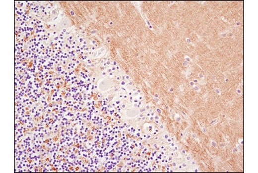 Immunohistochemistry Image 1: Synapsin-1 (D12G5) XP<sup>®</sup> Rabbit mAb