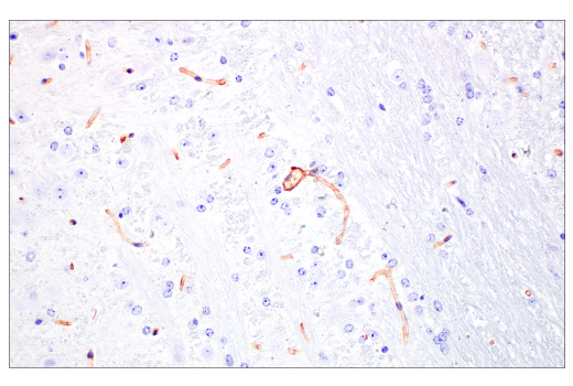 Immunohistochemistry Image 6: FcRn (E4D5I) Rabbit Monoclonal Antibody