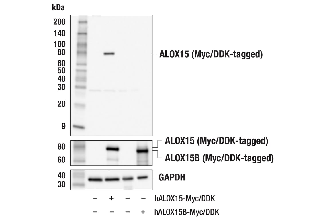 Western Blotting Image 4: ALOX15 (E5D1C) Rabbit Monoclonal Antibody