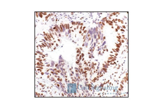 Immunohistochemistry Image 3: Histone H2A Antibody II
